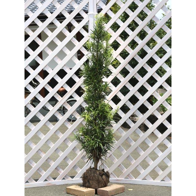 イヌマキ 1 2m露地 1本 1年間枯れ保証 生垣樹木 トオヤマグリーン 通販 Yahoo ショッピング