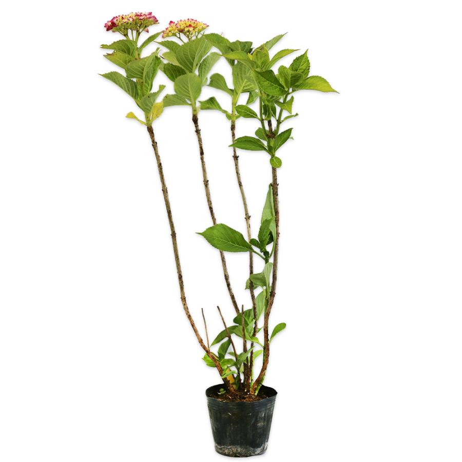 アジサイ 花色指定不可 苗木 植木 12cmポット 1年間枯れ保証 本セット 送料無料 当日出荷 トオヤマグリーン 1年間枯れ保証 春に花が咲く木 トオヤマグリーンのアジサイ 花色指定不可 国内在庫有り