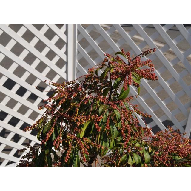 日本製 アセビ 0 1m10 5cmポット 本セット 送料無料 1年間枯れ保証 春に花が咲く木 数量限定 Aonestationery Co Uk