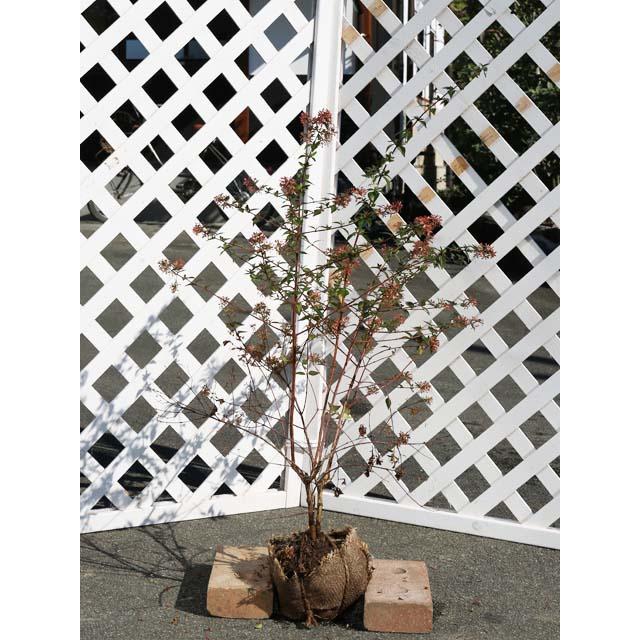 アベリア 0 8m露地 1本 翌日出荷 1年間枯れ保証 生垣樹木 トオヤマグリーン 通販 Yahoo ショッピング