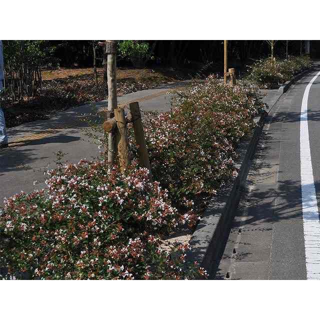 アベリア 0 8m露地 1本 翌日出荷 1年間枯れ保証 生垣樹木 トオヤマグリーン 通販 Yahoo ショッピング