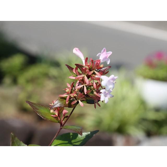 アベリア 1 2m露地 1本 1年間枯れ保証 生垣樹木 トオヤマグリーン 通販 Yahoo ショッピング