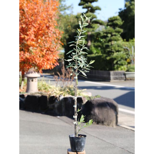 オリーブ 0 3m10 5cmポット 1本 1年間枯れ保証 葉や形を楽しむ木 トオヤマグリーン 通販 Yahoo ショッピング