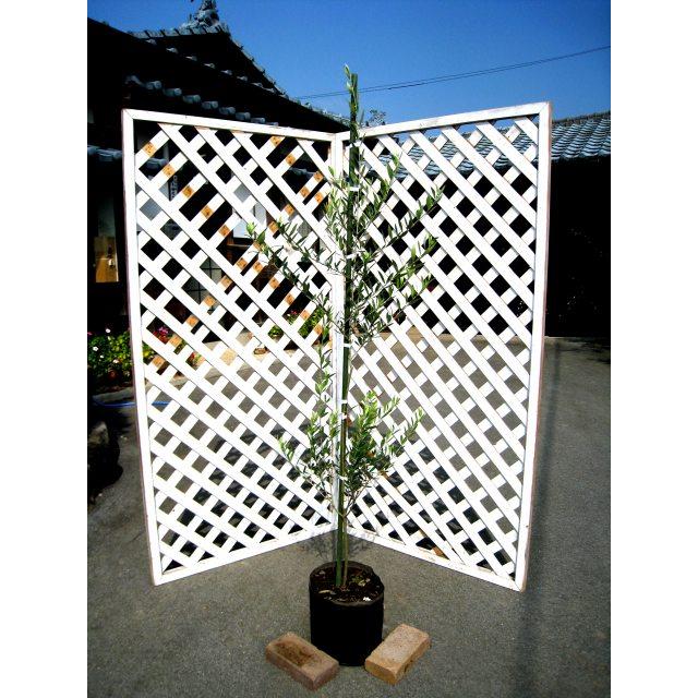 全商品オープニング価格特別価格 オリーブ 1 5m露地 2本セット 送料無料 1年間枯れ保証 シンボルツリー常緑 数量は多 Www Technet 21 Org