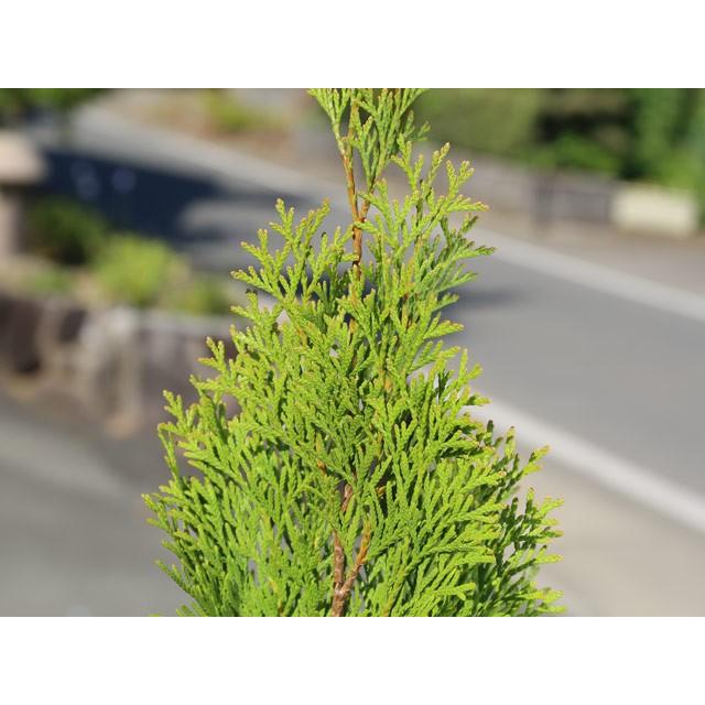 エメラルドグリーン 0 2m9 0cmポット 1本 1年間枯れ保証 コニファー 101402 トオヤマグリーン 通販 Yahoo ショッピング