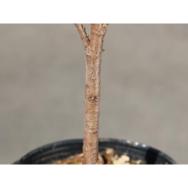 エメラルドグリーン 1 0m露地 1本 1年間枯れ保証 コニファー トオヤマグリーン 通販 Yahoo ショッピング