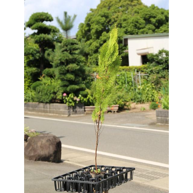 注文割引 エレガンテシマ 0 7m9 0cmポット 12本セット 送料無料 保付 植木 庭木