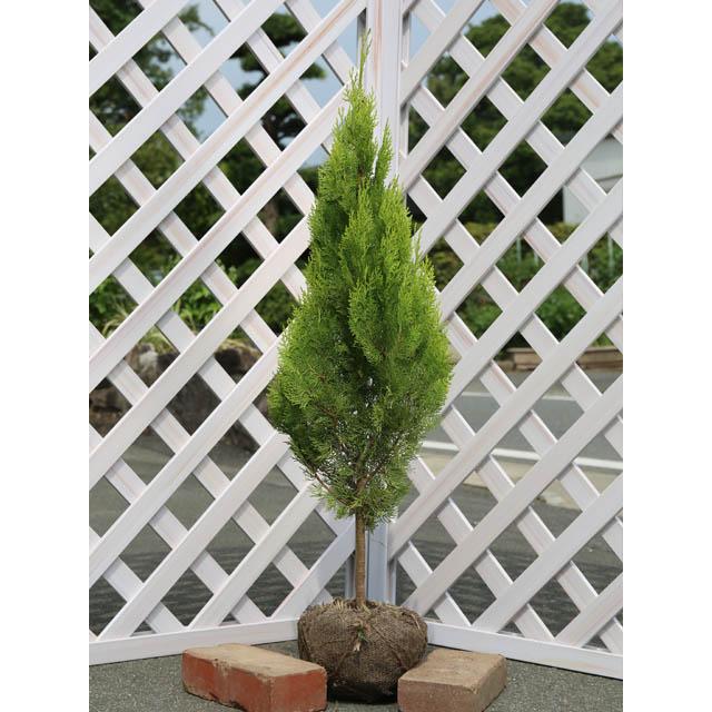 本物 エレガンテシマ 0 8m露地 1本 翌日出荷 1年間枯れ保証 コニファー