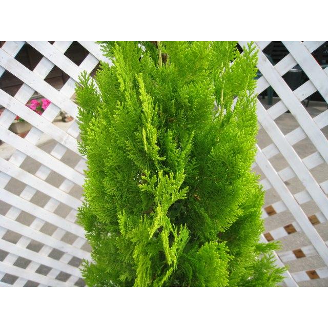 エレガンテシマ 1 2m露地 5本セット 1年間枯れ保証 コニファー トオヤマグリーン 通販 Yahoo ショッピング