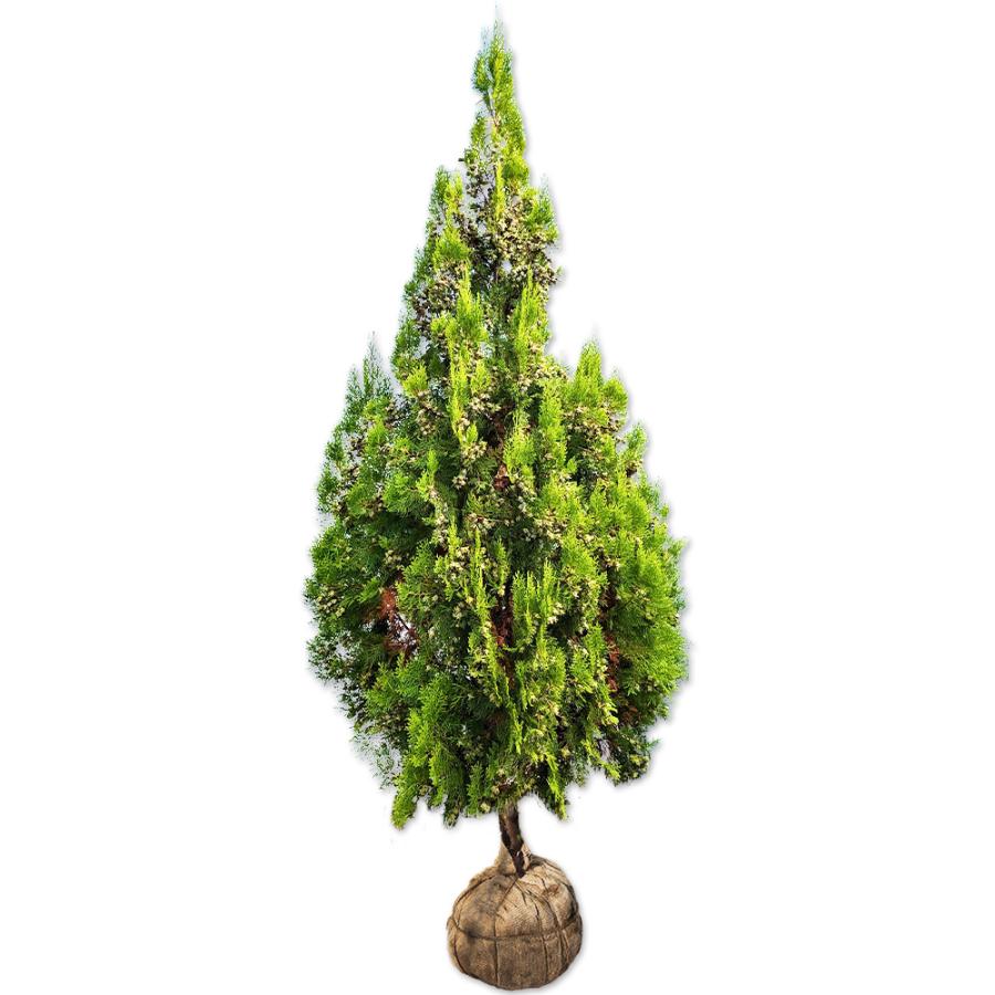 エレガンテシマ 1年間枯れ保証 2 0m露地 シンボルツリー常緑 ならショッピング ランキングや口コミも豊富なネット通販 更にお得なpaypay残高も スマホアプリも充実で毎日どこからでも気になる商品をその場でお求めいただけます 花 ガーデニング 2本セット 送料