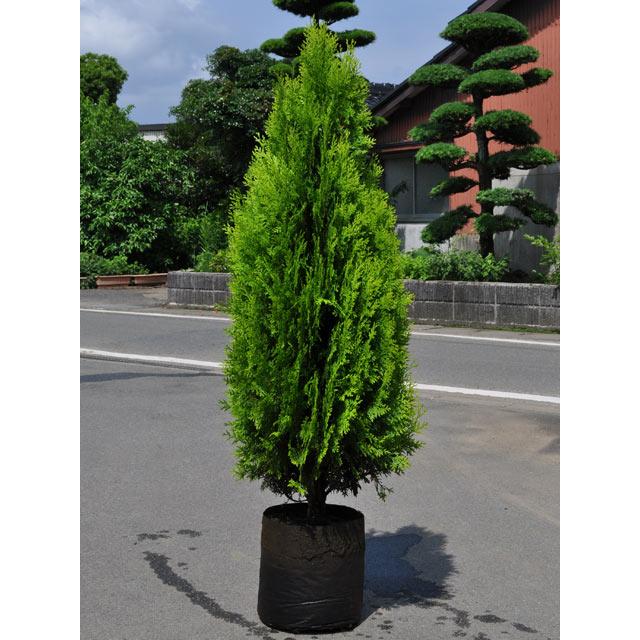 オウゴンコノテ 1 2m露地 1本 1年間枯れ保証 コニファー トオヤマグリーン 通販 Yahoo ショッピング