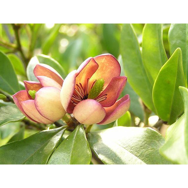 カラタネオガタマ ポートワイン 0 3m10 5cmポット 1本 1年間枯れ保証 春に花が咲く木 トオヤマグリーン 通販 Yahoo ショッピング