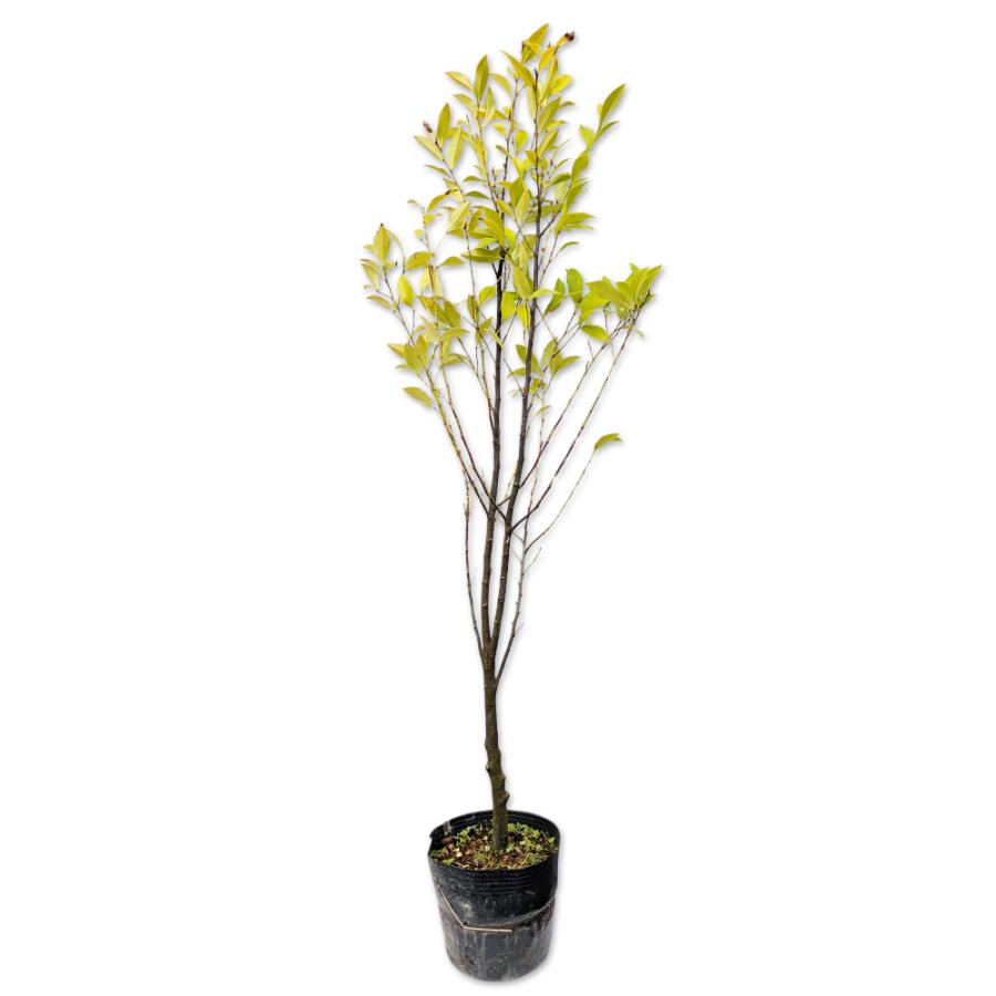 カラタネオガタマ ポートワイン 0 8m18cmポット 4本セット 送料無料 1年間枯れ保証 春に花が咲く木 トオヤマグリーン 通販 Yahoo ショッピング