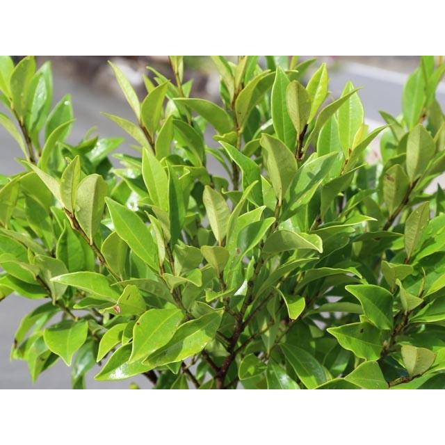 カラタネオガタマ ポートワイン 0 8m18cmポット 1本 1年間枯れ保証 春に花が咲く木 トオヤマグリーン 通販 Yahoo ショッピング