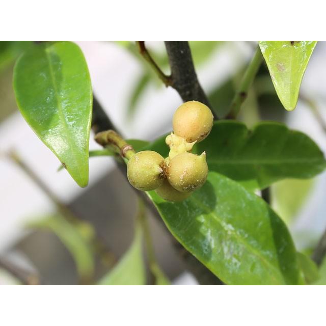 カラタネオガタマ ポートワイン 1 2m露地 2本セット 送料無料 1年間枯れ保証 シンボルツリー常緑 トオヤマグリーン 通販 Yahoo ショッピング