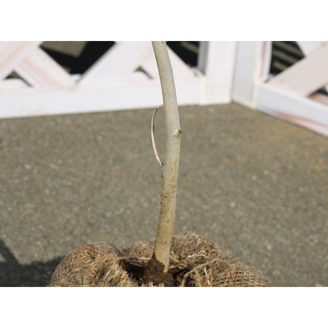 Seal限定商品 アメリカフウ 0 8m露地 2本セット 送料無料 1年間枯れ保証 街路樹 公園樹 人気ブランドを Www Technet 21 Org