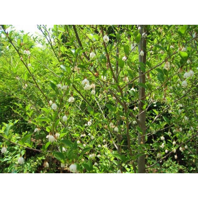 新作モデル エゴノキ単木 1 5m露地 2本セット 送料無料 1年間枯れ保証 シンボルツリー落葉 新版 Www Technet 21 Org