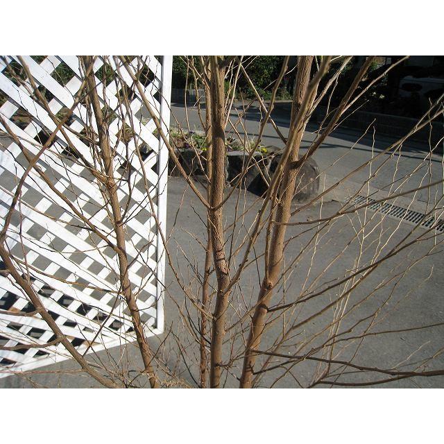 新作モデル エゴノキ単木 1 5m露地 2本セット 送料無料 1年間枯れ保証 シンボルツリー落葉 新版 Www Technet 21 Org