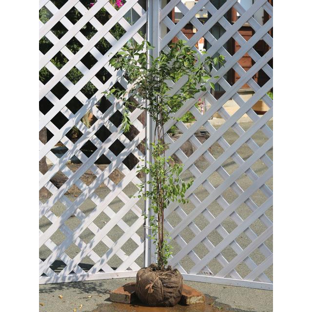 エゴノキ 株立ち 1 2m 露地 苗 トオヤマグリーン 通販 Yahoo ショッピング