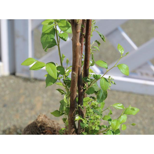 エゴノキ株立ち 1 2m露地 1本 1年間枯れ保証 シンボルツリー落葉 トオヤマグリーン 通販 Yahoo ショッピング