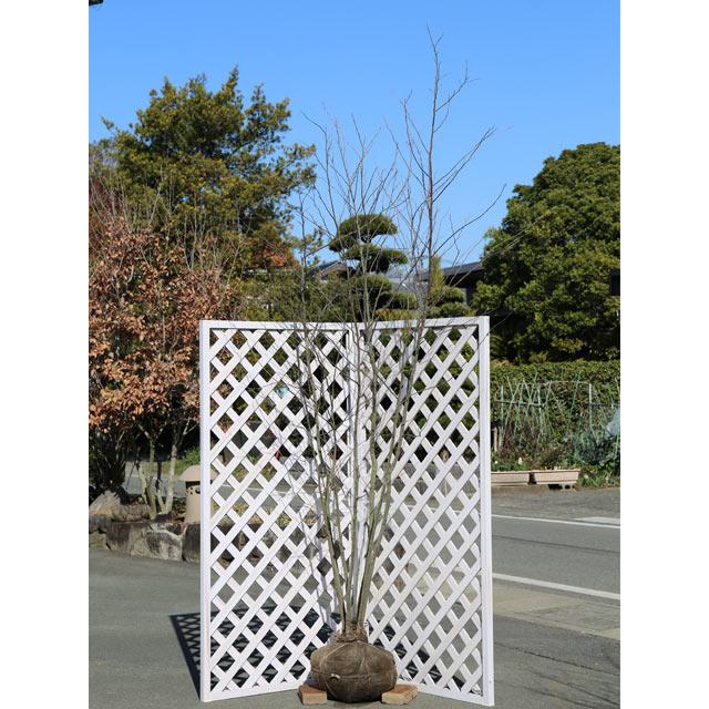 2 5m露地 落葉樹 トオヤマグリーン 送料無料 シンボルツリー落葉 エゴノキ株立ち 送料無料 2本セット 苗木 植木 1年間枯れ保証