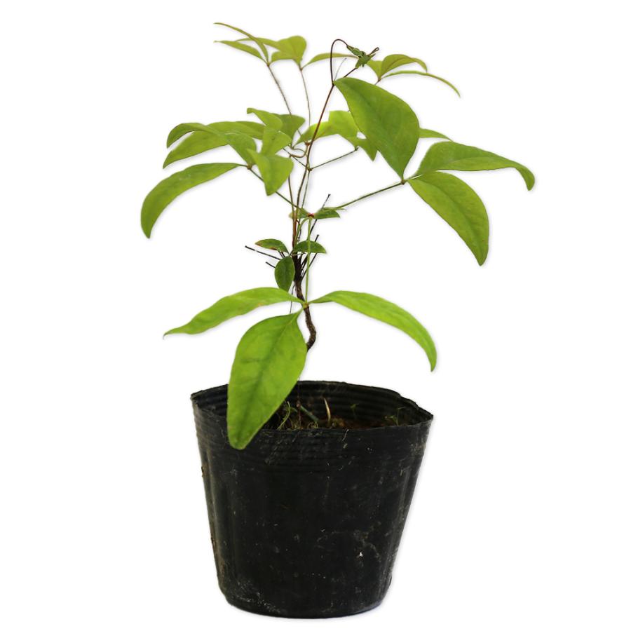 オタフクナンテン 10 5cmポット 25本セット 送料無料 当日出荷 1年間枯れ保証 低木 トオヤマグリーン 通販 Yahoo ショッピング