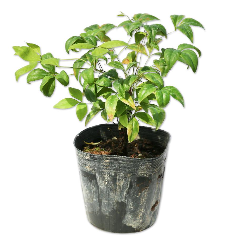 オタフクナンテン 12cmポット 30本セット 送料無料 1年間枯れ保証 低木 トオヤマグリーン 通販 Yahoo ショッピング