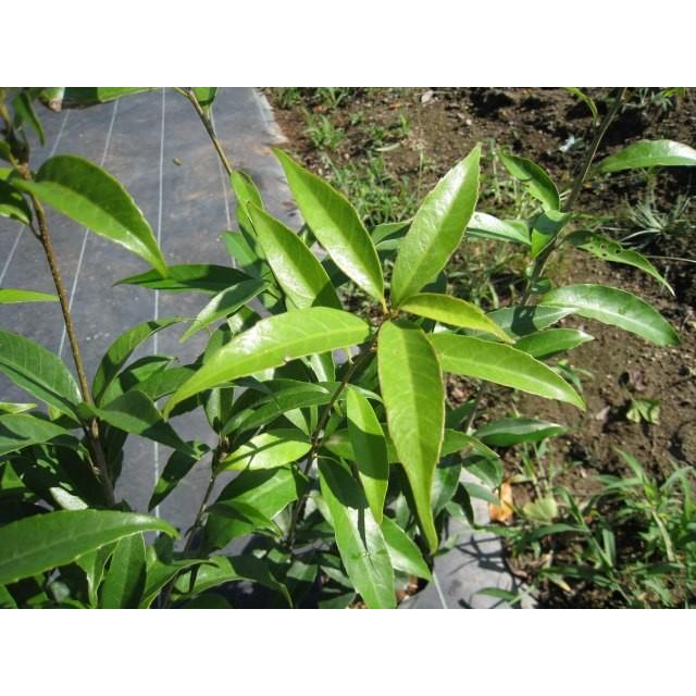 まとめ買い ウラジロガシ株立ち 2 0m露地 1本 1年間枯れ保証 植木 庭木 Labelians Fr