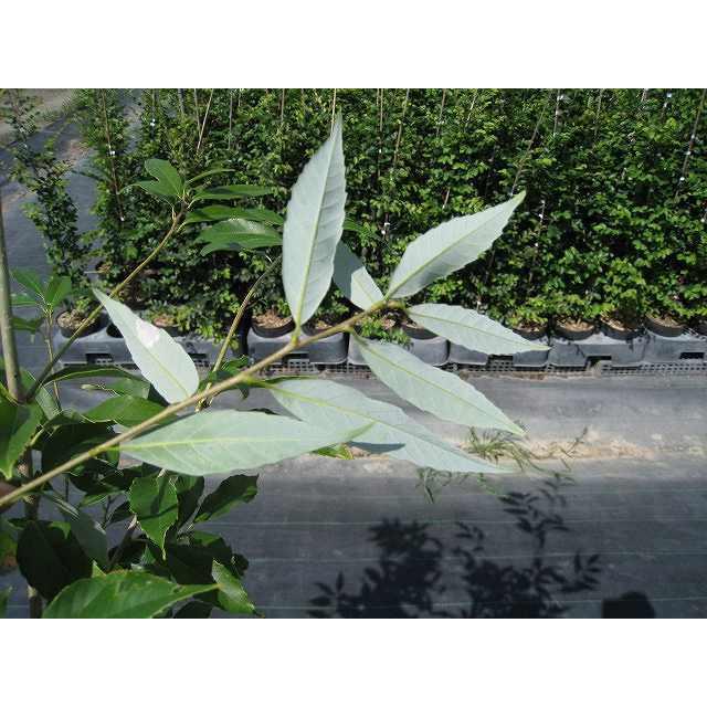 ウラジロガシ株立ち 苗木 植木 2 5m露地 2本セット 送料無料 常緑樹 1年間枯れ保証 1年間枯れ保証 シンボルツリー常緑 トオヤマグリーン