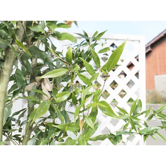 ウラジロガシ株立ち 苗木 植木 2 5m露地 2本セット 送料無料 常緑樹 1年間枯れ保証 1年間枯れ保証 シンボルツリー常緑 トオヤマグリーン