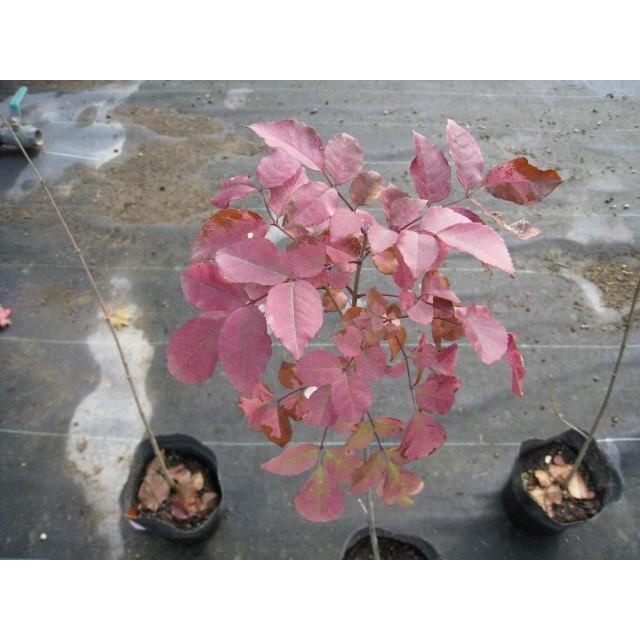 Seal限定商品 アオダモ単木 1 7m露地 2本セット 送料無料 1年間枯れ保証 雑木 超激安 Aonestationery Co Uk