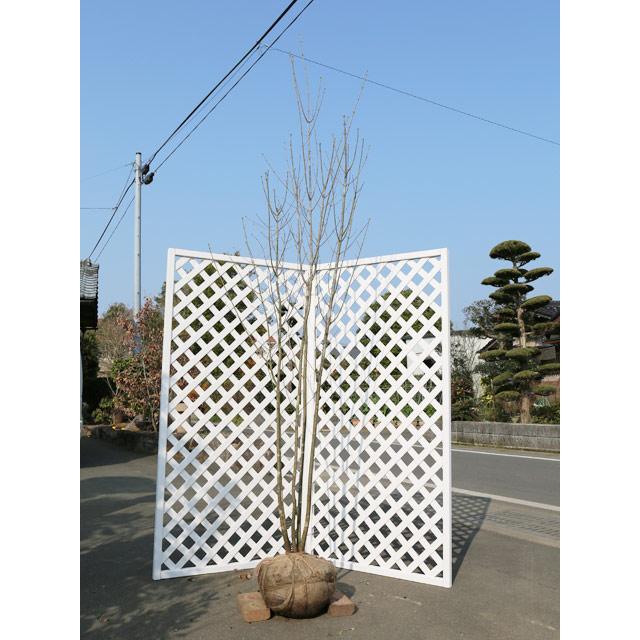 新品即決 アオダモ株立ち 2 5m露地 1本 1年間枯れ保証 シンボルツリー落葉 国産 Blog Finibr Com