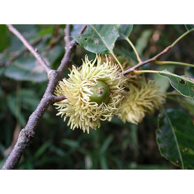 最先端 アベマキ株立ち 2 3m露地 2本セット 1年間枯れ保証 山林苗木 人気ショップが最安値挑戦 Greasemanagement Org