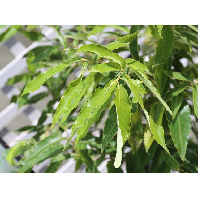 最先端 アベマキ株立ち 2 3m露地 2本セット 1年間枯れ保証 山林苗木 人気ショップが最安値挑戦 Greasemanagement Org