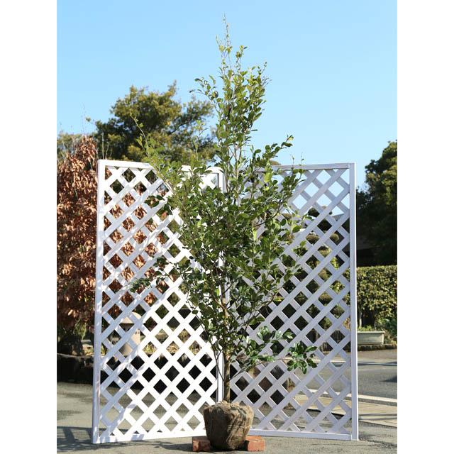 イスノキ単木 2 5m露地 2本セット トオヤマグリーンのイスノキ単木 送料無料 1年間枯れ保証 シンボルツリー常緑 ならショッピング ランキングや口コミも豊富なネット通販 更にお得なpaypay残高も スマホアプリも充実で毎日どこからでも気になる商品をその場でお