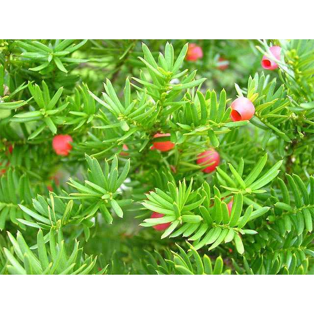 イチイ 0 2m10 5cmポット 1本 1年間枯れ保証 生垣樹木 トオヤマグリーン 通販 Yahoo ショッピング