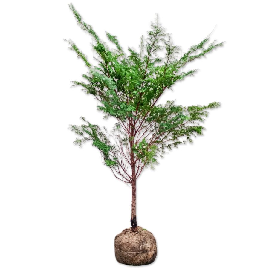 イチイ 1 5m露地 2本セット 送料無料 1年間枯れ保証 シンボルツリー常緑 トオヤマグリーン 通販 Yahoo ショッピング