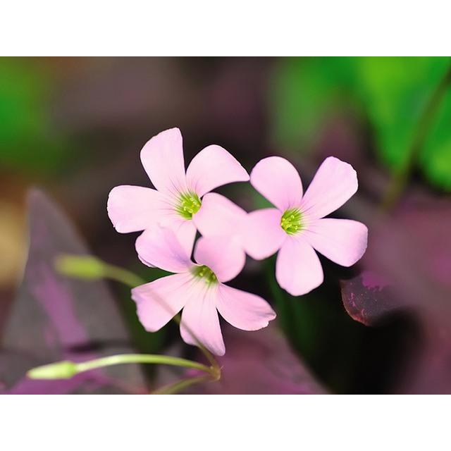 オキザリス トリアングラリス 9 0cmポット 10本セット 送料無料 1年間枯れ保証 球根 トオヤマグリーン 通販 Yahoo ショッピング