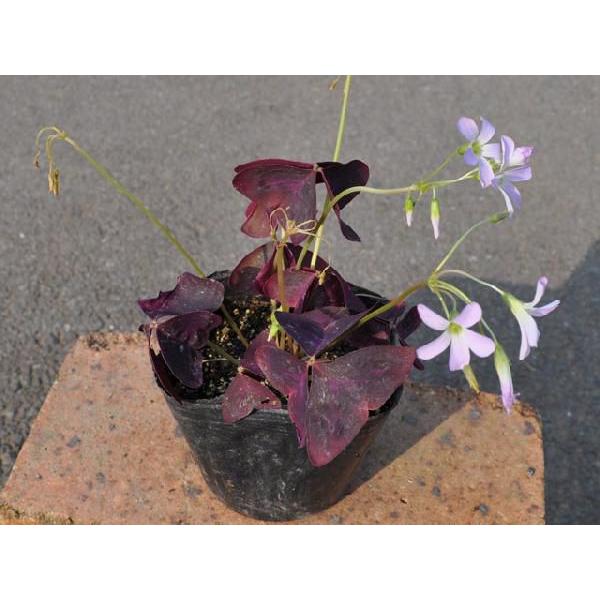 オキザリス トリアングラリス 9 0cmポット 10本セット 送料無料 1年間枯れ保証 球根 トオヤマグリーン 通販 Yahoo ショッピング