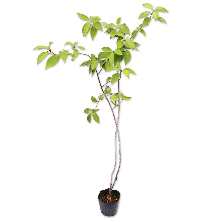 ノリウツギ 0 5m10 5cmポット 1本 1年間枯れ保証 春に花が咲く木 トオヤマグリーン 通販 Yahoo ショッピング