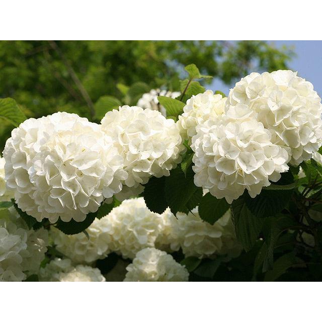 超可爱 オオデマリ 0 3m15cmポット 1本 当日出荷 1年間枯れ保証 春に花が咲く木 Rmladv Com Br