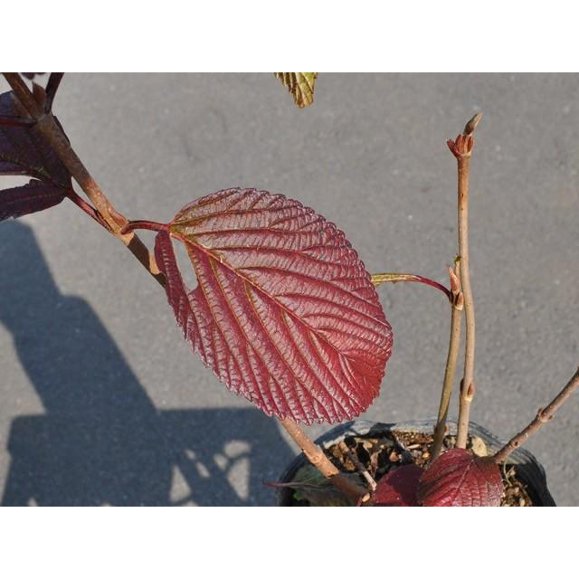 100 の保証 オオデマリ 1 0m露地 2本セット 送料無料 1年間枯れ保証 春に花が咲く木 魅了 Aonestationery Co Uk