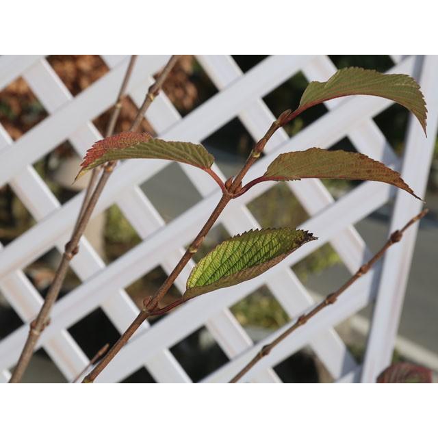 オオデマリ 1 2m露地 2本セット 送料無料 1年間枯れ保証 春に花が咲く木 トオヤマグリーン 通販 Yahoo ショッピング