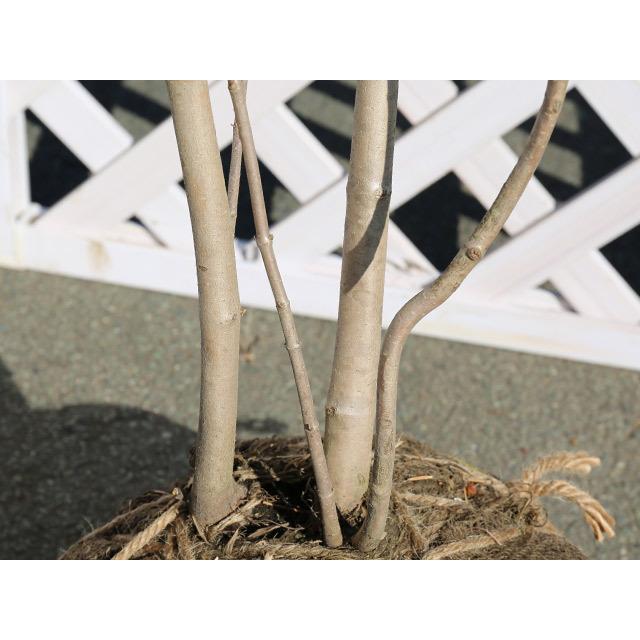 国内配送 オオデマリ 1 5m露地 1本 1年間枯れ保証 春に花が咲く木 最も優遇 Neighborhauls Com