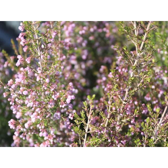 ジャノメエリカ 7 5cmポット 8本セット 送料無料 1年間枯れ保証 低木 トオヤマグリーン 通販 Yahoo ショッピング