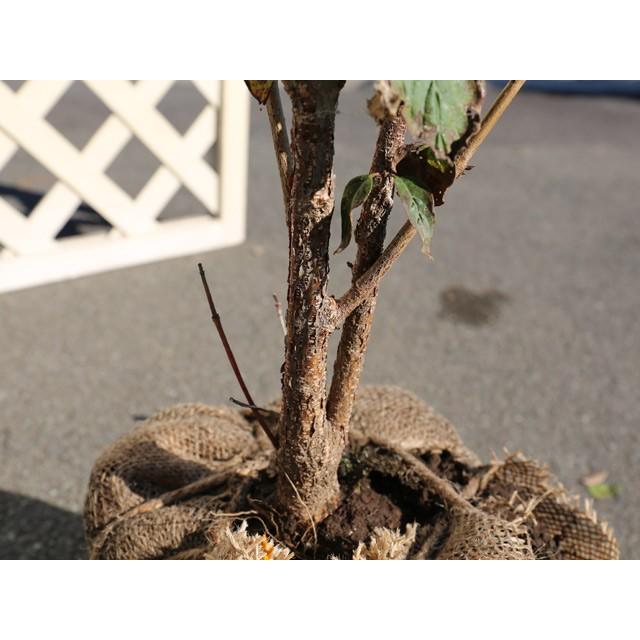 サンシュユ 1 5m露地 1本 翌日出荷 1年間枯れ保証 雑木 トオヤマグリーン 通販 Yahoo ショッピング