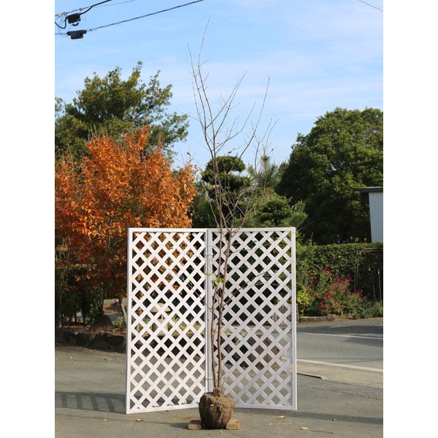 サンシュユ 2 5m露地 1本 翌日出荷 1年間枯れ保証 雑木 トオヤマグリーン 通販 Yahoo ショッピング