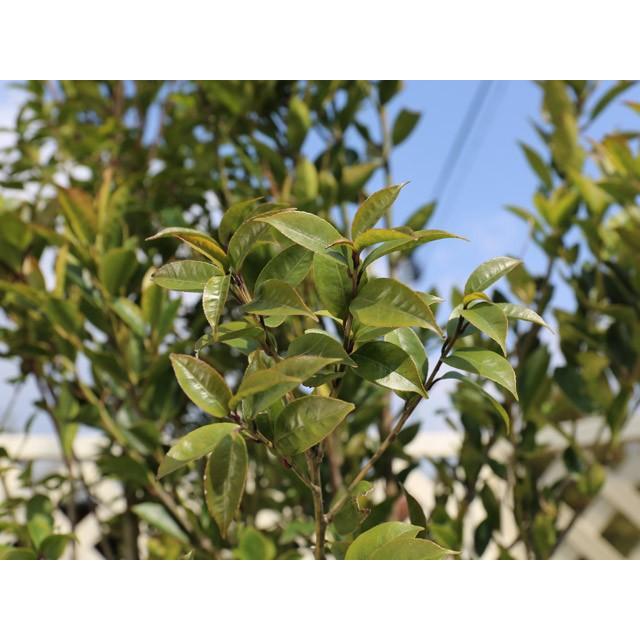 現金特価 シイモチ単木 1 8m露地 1本 1年間枯れ保証 シンボルツリー常緑 正規品 Atempletonphoto Com