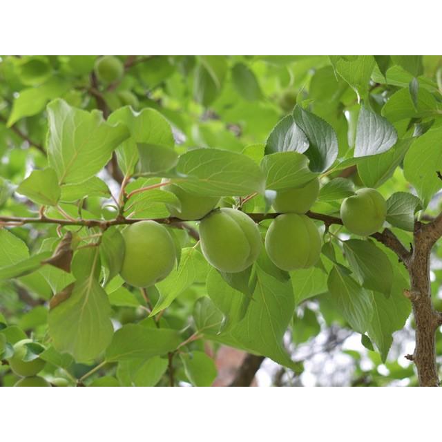 2 0m露地 2本セット 大型商品 葉や形を楽しむ木 個別送料5600円 ならショッピング ランキングや口コミも豊富なネット通販 更にお得なpaypay残高も スマホアプリも充実で毎日どこからでも気になる商品をその場でお求めいただけます 花 ガーデニング 豊後 個別