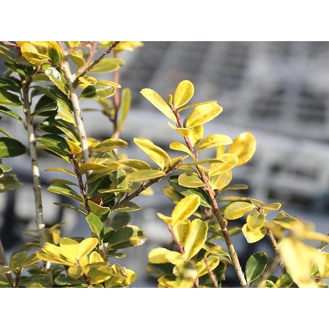 イヌツゲ ヒレリー黄金葉 10 5cmポット 1本 1年間枯れ保証 低木 トオヤマグリーン 通販 Yahoo ショッピング